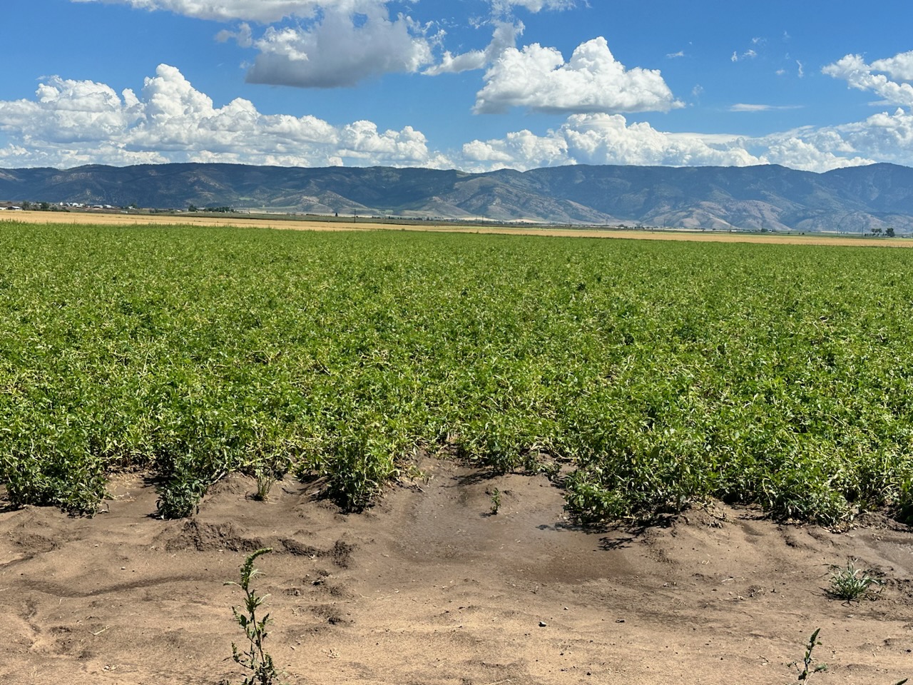 Potato field treated with Stress-Off after hail damage