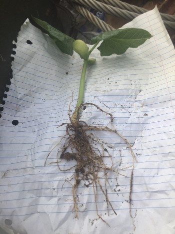 7-day beans with seed treatment