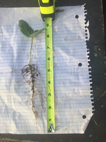 7-day peas with seed treatment